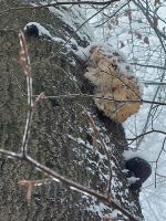 Ästiger Stachelbart im Winter; Foto Klaus 5.1.24