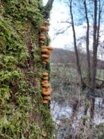 Samtfußrüblinge am Bach der Biber; Foto Matthias 1.12.24