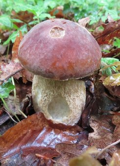 Angeknabberter Sommersteinpilz; Foto Michael 19.5.24