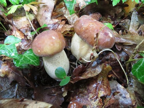 Zwei frühe junge Sommersteinpilze; Foto Michael 19.5.24