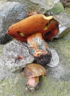 Zwei Flockenstielige Hexenröhrlinge auf Felsstein; Foto Hermann 20.5.24