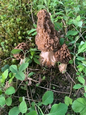 Drei Speisemorcheln im Habitat; Foto Ingeborg 9.4.24