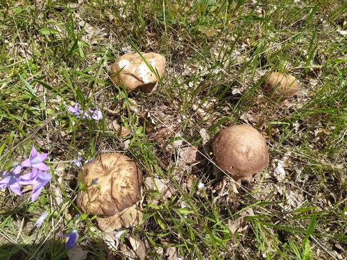 Vier Sommersteinpilze, Glockenblume; Foto Frank 29.5.24