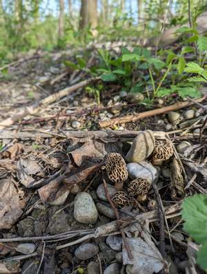 Vier gesellig stehende Speisemorcheln; Foto Anita 6.4.24