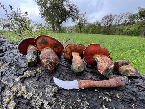 Fünf Flockenstielige Hexen schauen ins Frühlingsland; Foto Heiko 17.4.24