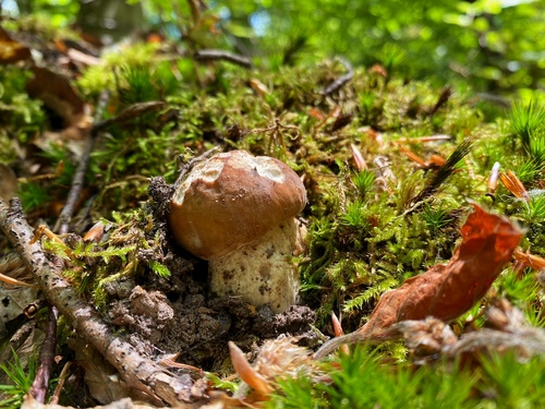 Junger Sommersteinpilz; Foto Stefan 20.5.24