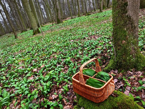 Bärlauchkorb im Bärlauchwald; Foto Stefan 17.2.24