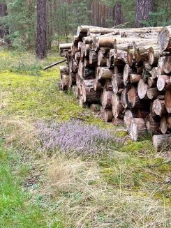 Heidekraut vor Holzstoß; Foto Chrischi 18.8.24