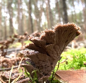 Blumenartiger Erdwarzenpilz, Seitenansicht; Foto Carsten 31.10.23