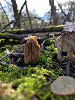 Böhmische Verpel; Foto Stefan 9.3.24