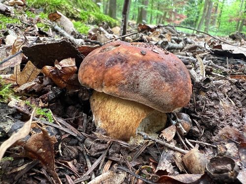 Schöner junger Bronzeröhrling; Foto Heiko 1.7.24