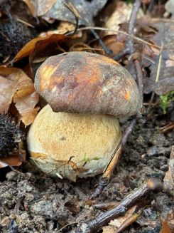 Streng geschützter Weißer Bronzeröhrling; Foto Oliver 4.7.24