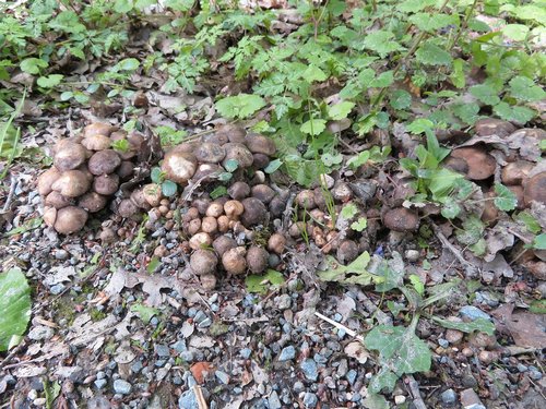 Massen Büscheliger Raslinge am Wegesrand; Foto Michael 24.4.24