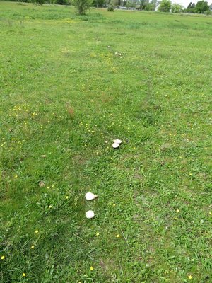 Gedrungene Champignons auf der Pferdekoppel; Foto Michael 6.5.24