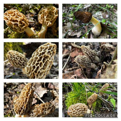 Collage mit Speisemorcheln aus einem Auwald des Inn; 6 Fotos Armin 15.4.24