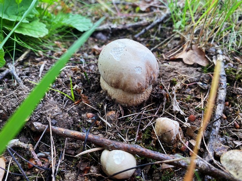 Erste Sommersteinpilze 2024; Foto Stefan 13.5.24