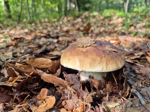 Früher Fichtensteinpilz; Foto Philipp 20.5.24