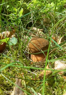 Flocki ohne Käferbesuch; Foto Sandro 29.4.24