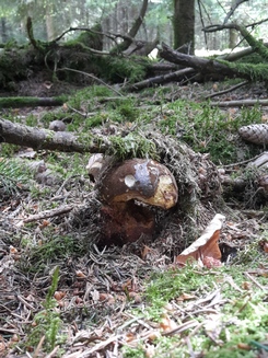 Flocki mit Käferbesuch; Foto Sandro 29.4.24