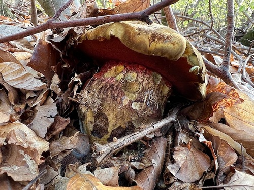 Stämmiger früher Flockenstieliger Hexenröhrling; Foto Heiko 11.4.24