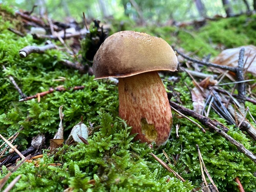 Flockenstieliger Hexenröhrling; Foto Stefan 20.5.24