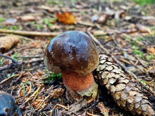 Junger FLockenstieliger Hexenröhrling; Foto Stefan 30.5.24