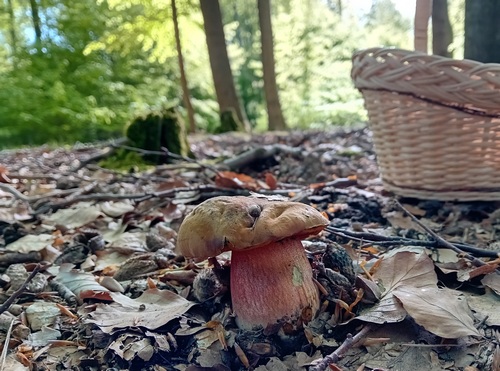 Flockenstieliger Hexenröhrling und Pilzkorb; Foto Thomas 29.4.24