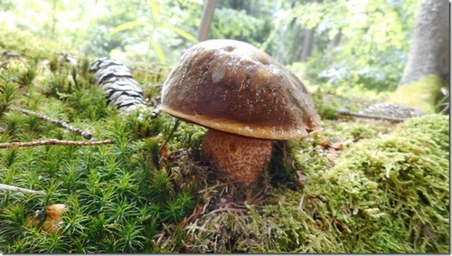 Flockenstielige Hexe im Moos; Foto Hermann 20.5.24