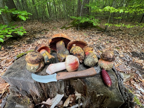 Flockenstielige Hexenröhrlinge und ein erster Perlpilz 2024; Foto Heiko 8.5.24