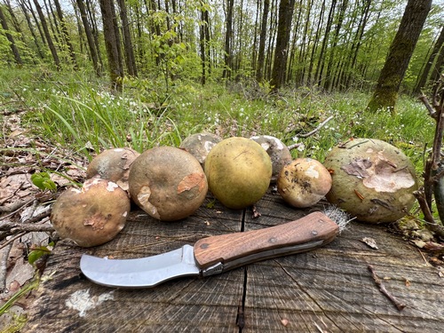 Frühe Frauentäublinge in Zartviolett und Olivgrün; Foto Heiko 24.4.24