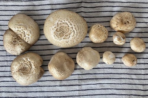 Gedrungene Champignons; Foto Michael 6.5.24