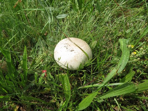 Gedrungener Champignon; Foto Michael 4.6.24