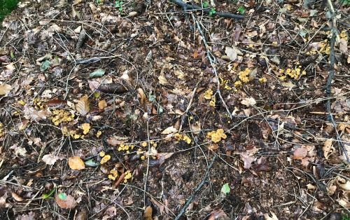 Gelbstielige Trompetenpfifferlinge; Foto Jürgen 2.10.24