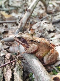 Grasfrosch; Foto Beatrice 23.8.24