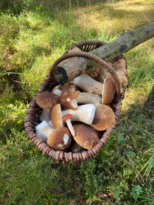 Hängender Korb mit herrlichen Steinpilzen und einem Rosenroten Gelbfuß; Foto Volkmar 27.9.24