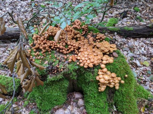 Herrliche Stockschwämmchen; Foto Norbert 6.10.24