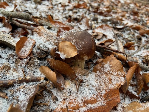 Junger Steinpilz im Dezember; Foto Tobias 2.12.23