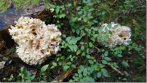 Zwei Krause Glucken; Foto Hermann 6.10.23