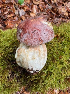 Junger Kiefernsteinpilz; Foto Heiko 15.5.24