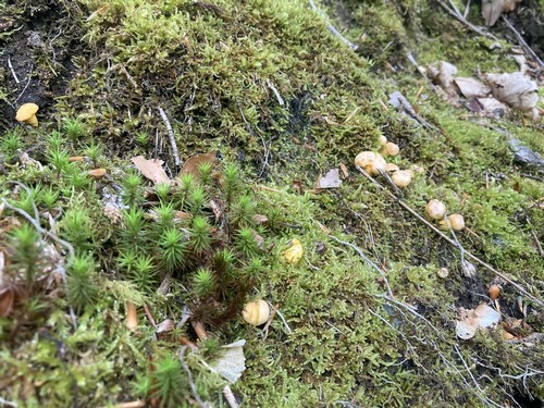 Kleine Pfifferlinge im östlichen Hochspessart; Foto © Andreas 21.5.24