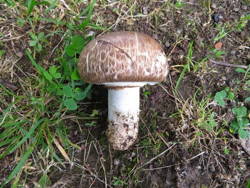 Kompostchampignon, auch Brauer Riesenchampignon genannt; Foto Michael 4.6.24