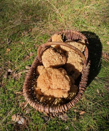 Korb mit schönen Krausen Glucken; Foto Volkmar 22.9.24