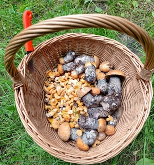 Körbchen mit Pfifferlingen und Rotkappen; Foto Kerstin 13.6.24