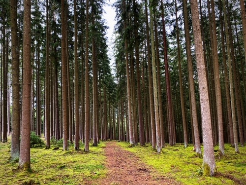 Lieblingswaldlstück; Foto Stefan 30.5.24