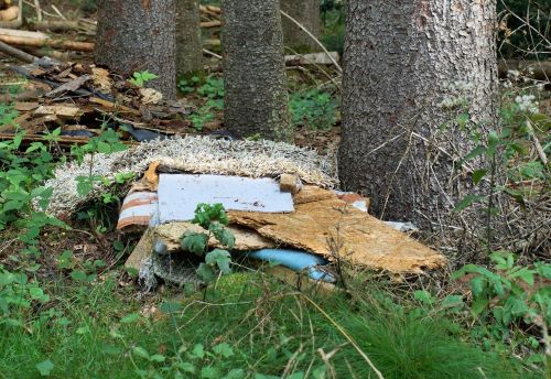 Müll im Wald; Foto Frank 23.9.24