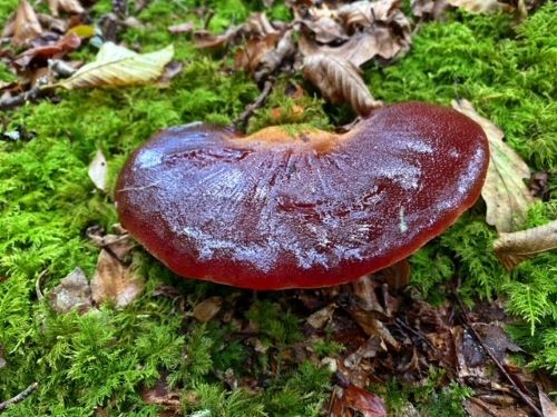 Leberreischling von oben; Foto Stefan 14.9.24