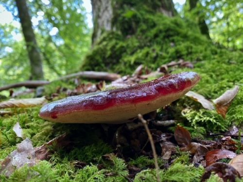 Leberreischling von unten; Foto Stefan 14.9.24