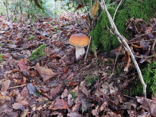 Ockergelber Steinpilz; Foto Gunter 10.10.24