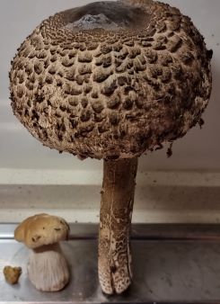 Parasol, Steinpilz, Pfifferling; Foto Steffi 27.9.24