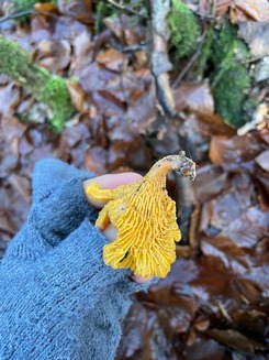 Einsamer Weihnachts-Pfifferling; Foto Andreas/Privat 25.12.23 